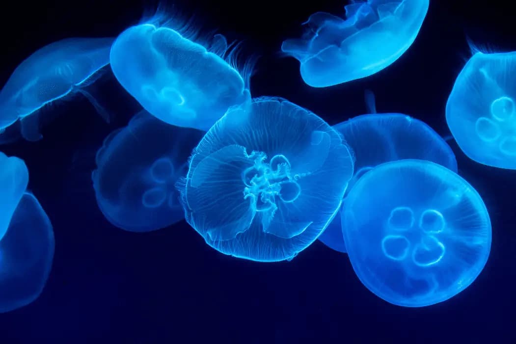 Blue Jellyfish Ripley's Aquarium Gatlinburg