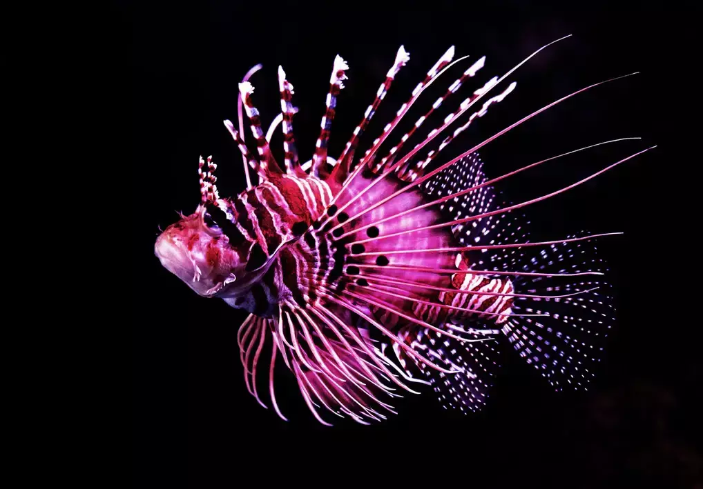 gallery-seas